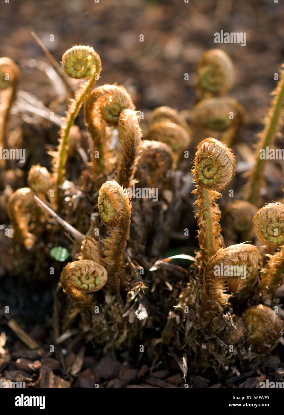 Dryopteris wallichiana or wood fern with new shoots Stock Photo