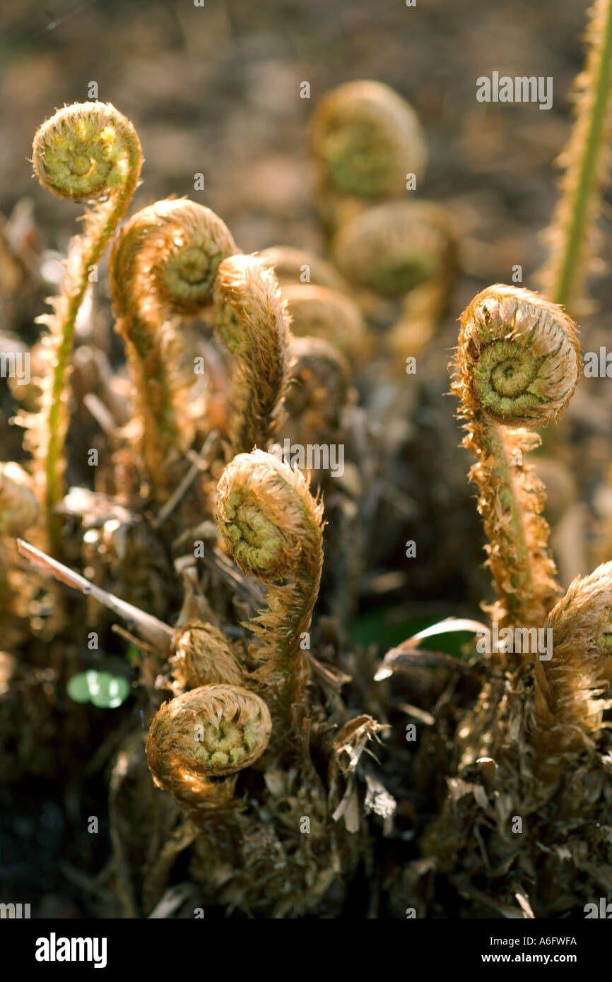 Dryopteris wallichiana or wood fern with new shoots Stock Photo