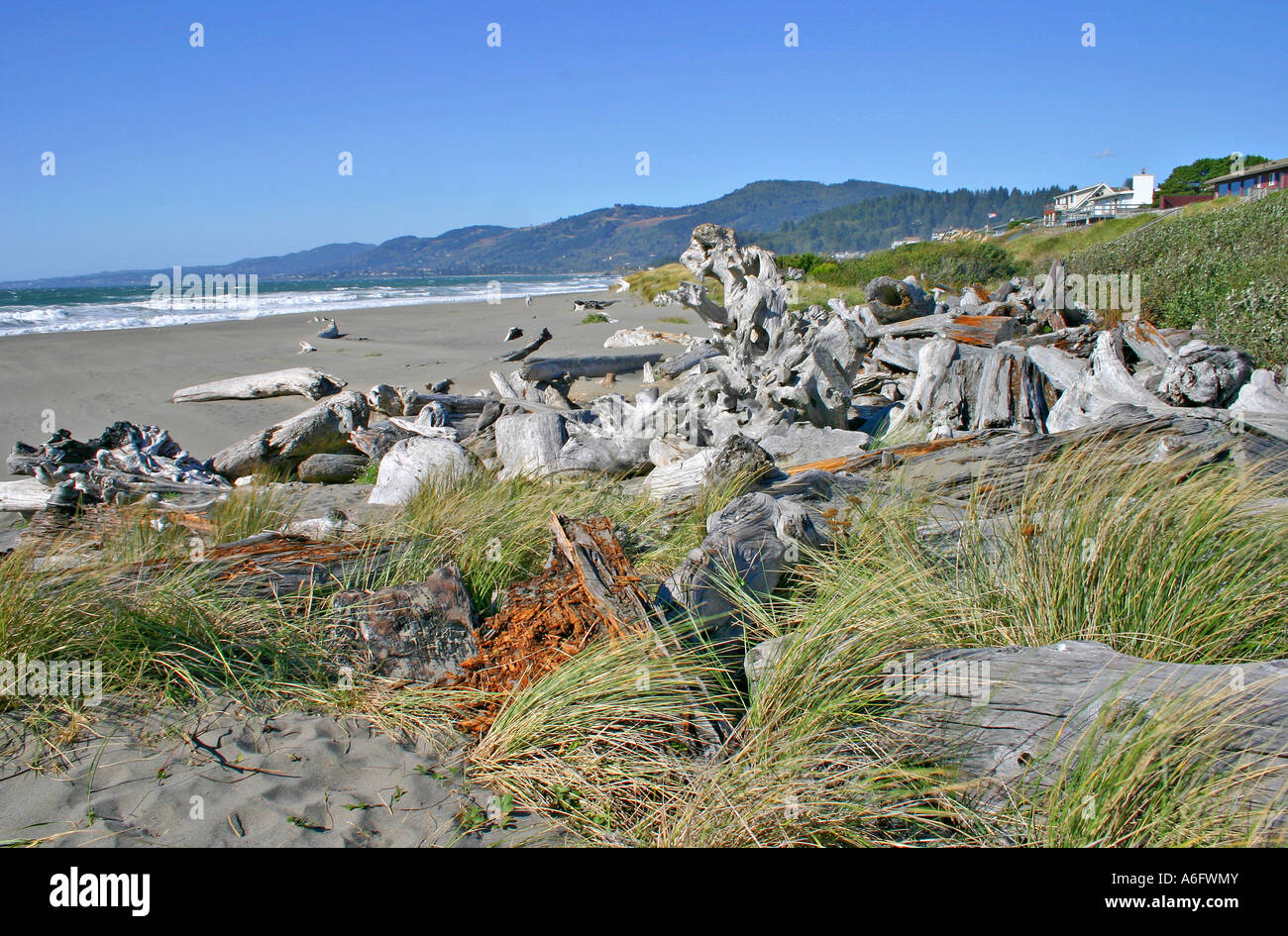 Driftwood and dune grass on beach Clifford Kamph Memorial Park near