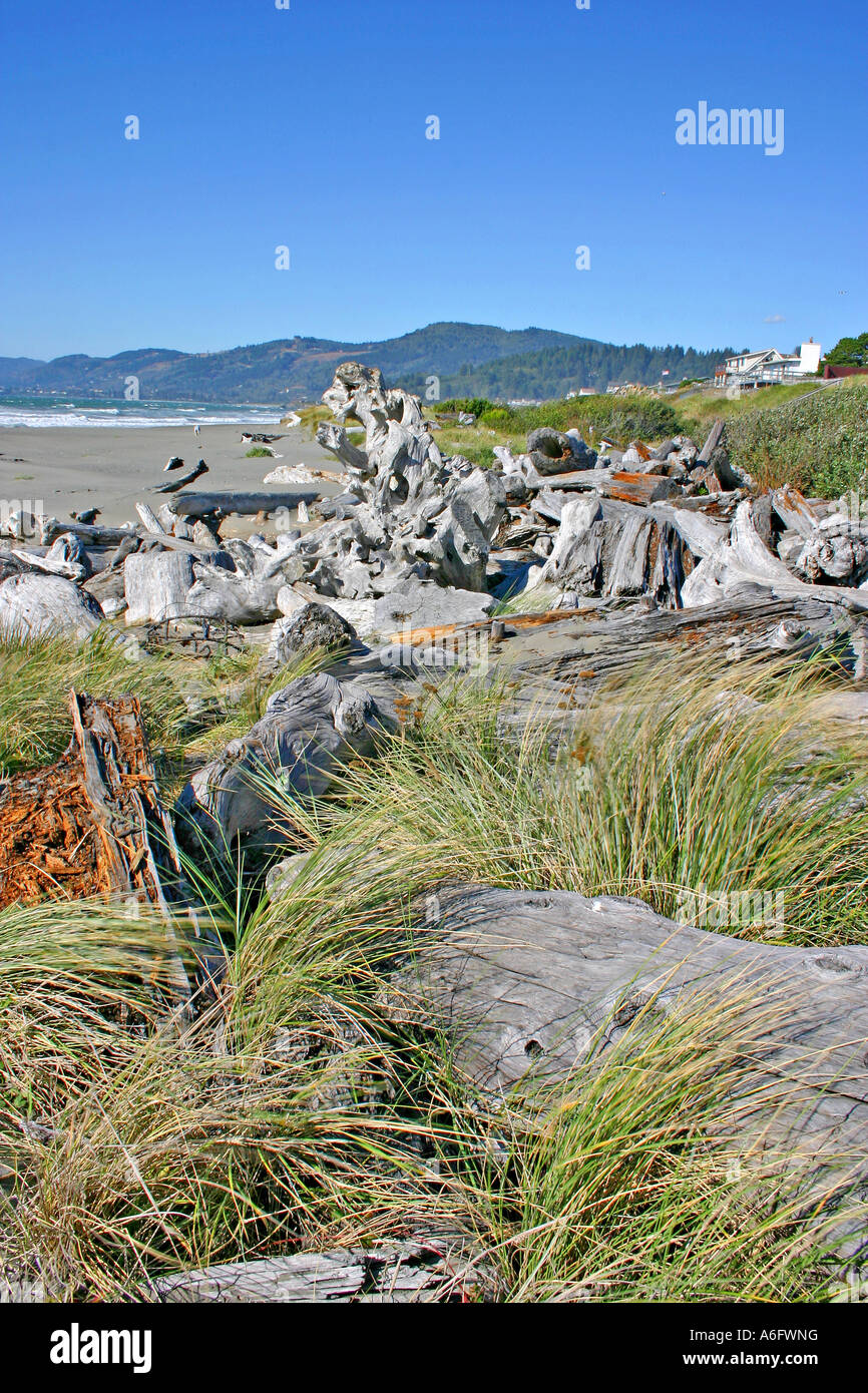 Driftwood and dune grass on beach Clifford Kamph Memorial Park near