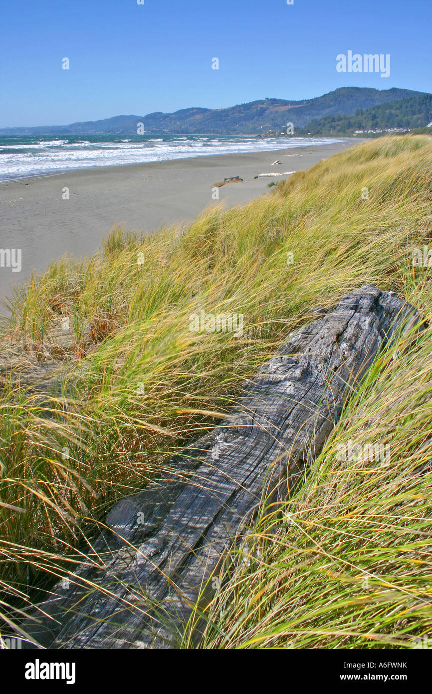 Driftwood and dune grass on beach Clifford Kamph Memorial Park near