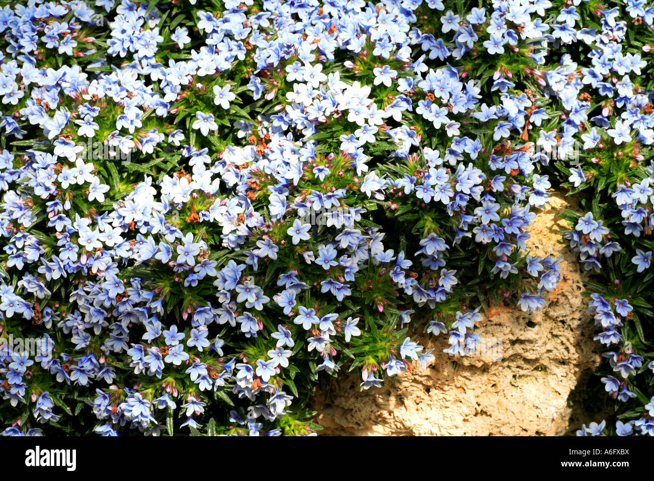 Lithodora Zahni Zahnia Lithodora Stock Photo