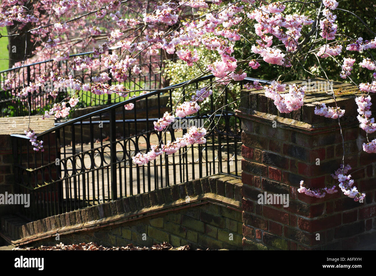 Cherry tree bloom Wisley Surrey England Stock Photo Alamy