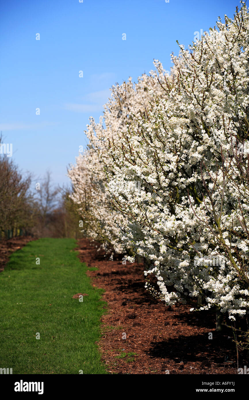 England orchard in flower hi-res stock photography and images - Alamy