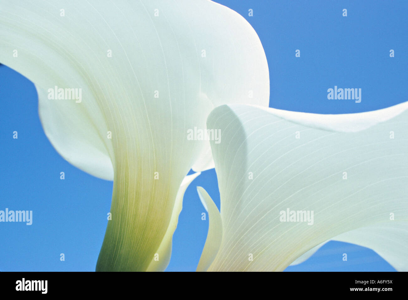 calla lilies viewed from below Stock Photo
