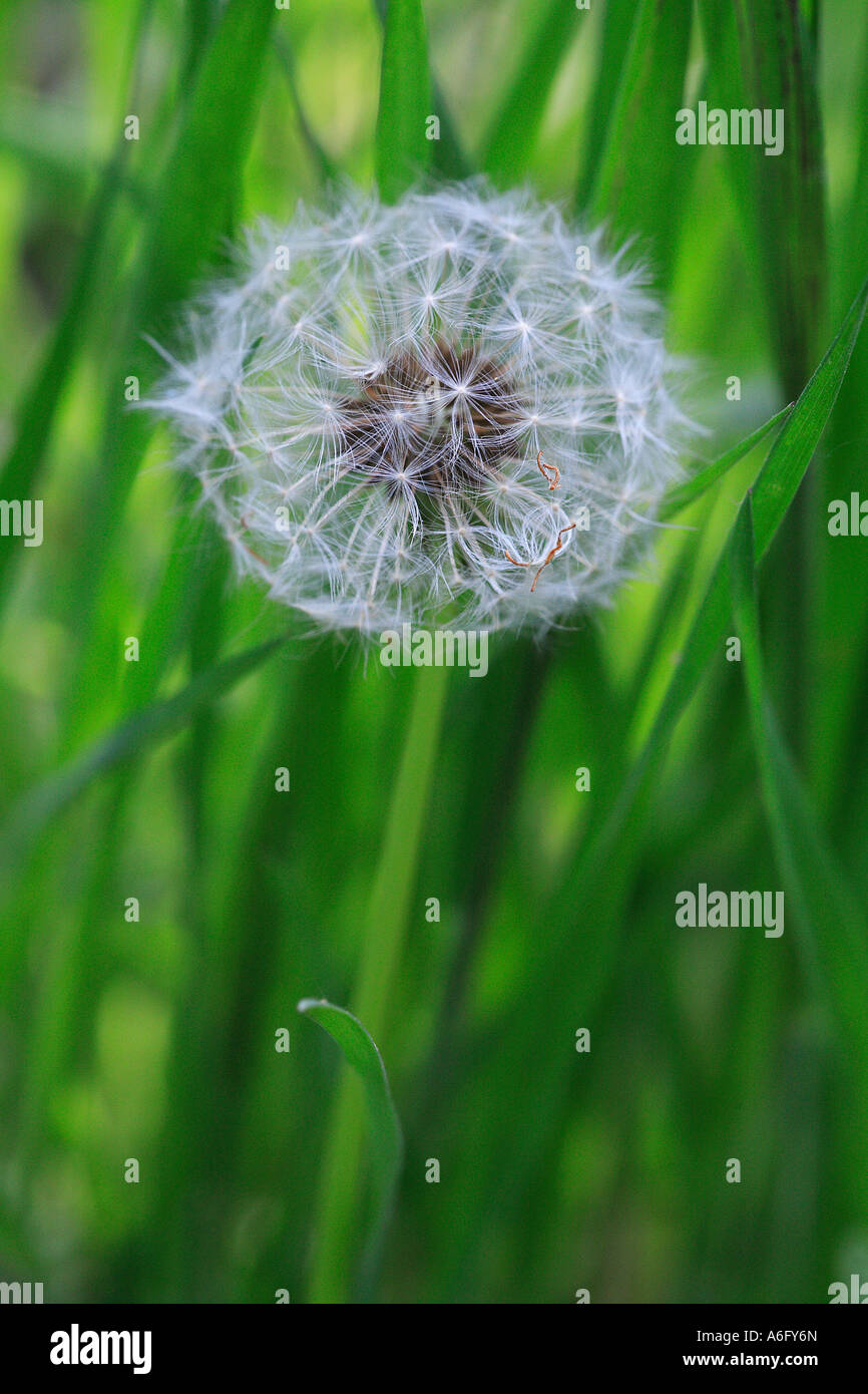 Dandelion meadow in spring hi-res stock photography and images - Alamy
