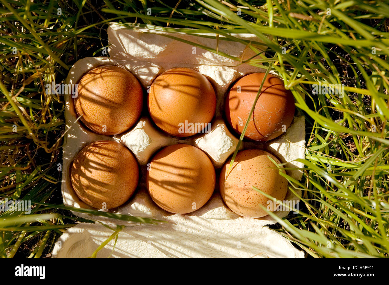 free range eggs in egg box outdoors Stock Photo