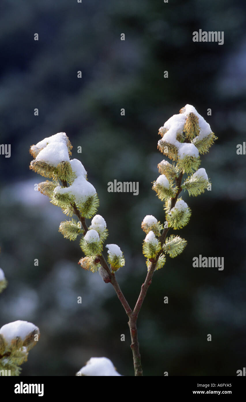 Willow, Salix sp. Snow covered flowers Stock Photo