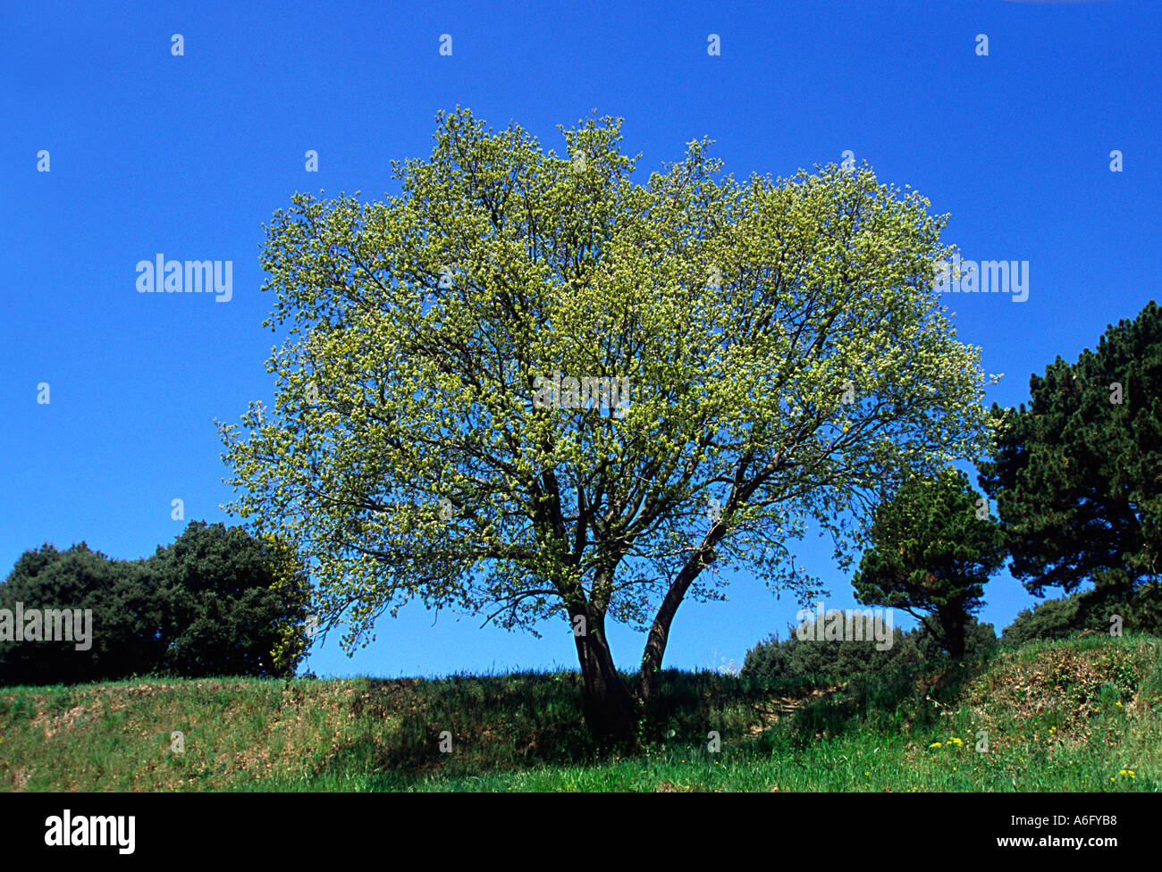 Oak Tree, Quercus pubescens. Whole tree on the Spring Stock Photo