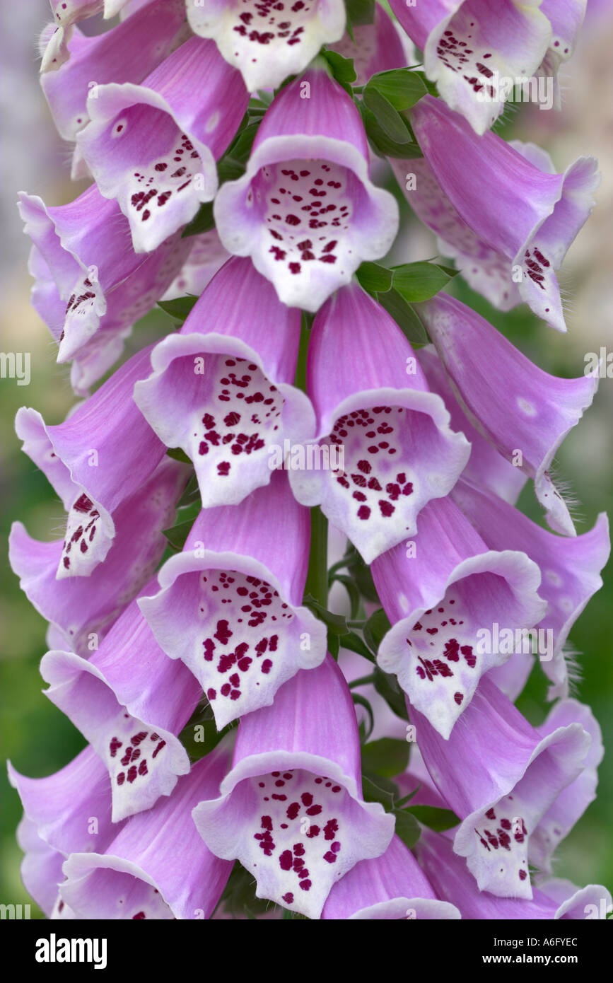 Group of foxglove plants hi-res stock photography and images - Alamy