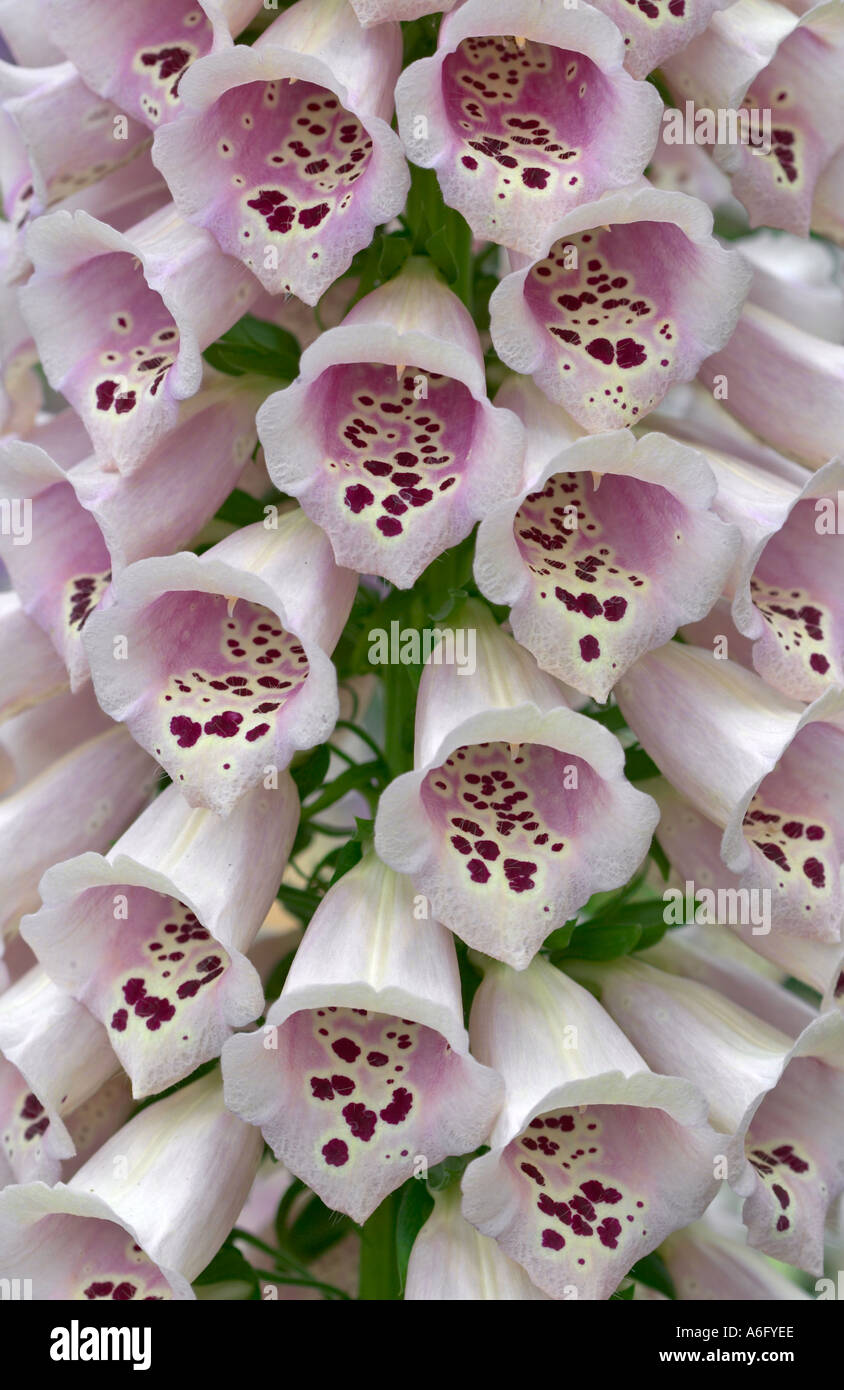 Group of foxglove plants hi-res stock photography and images - Alamy
