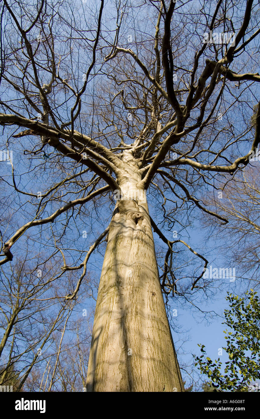Large silver birch tree Betula Pendula Stock Photo