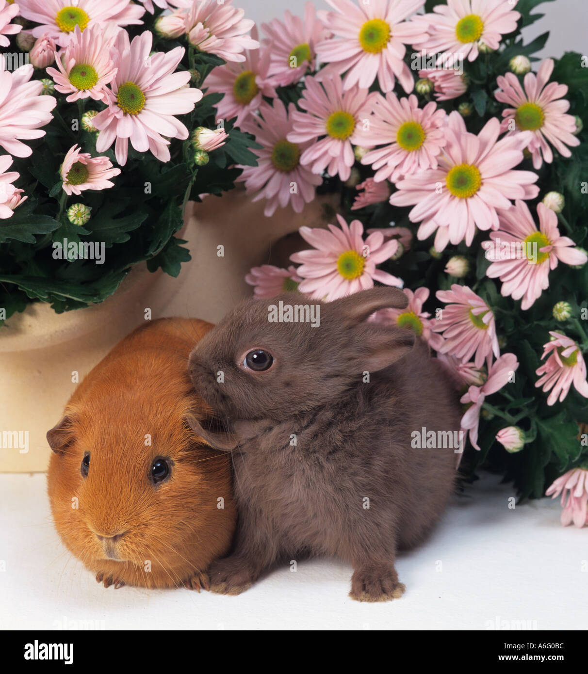 Rabbit and Pet Guinea Pig in flower setting Stock Photo