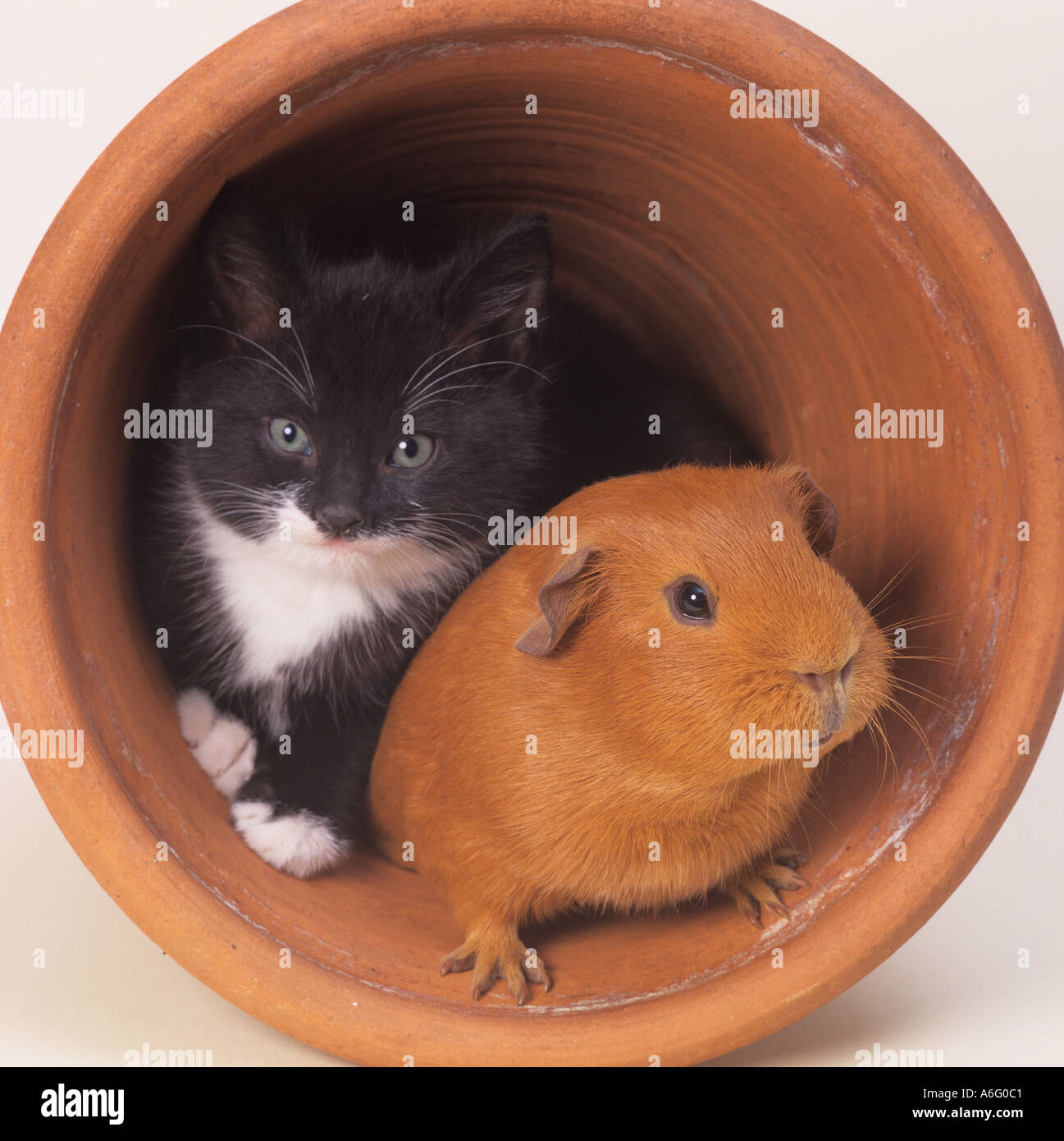 A single Pet Guinea Pig in flower pot with black and white kitten Stock Photo