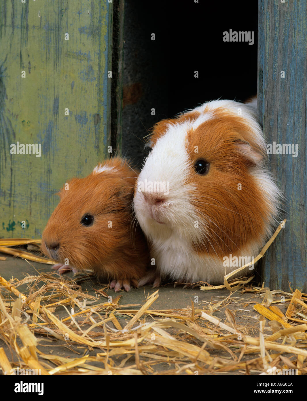 Meet My Adorable Guinea Pigs: Chester, Benji, and Chai!, image size:1066x1390