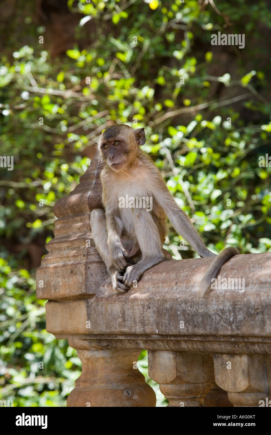 Macaques monkey at Wat Thumsua Wat Thumsua, Suwankhula or the Tiger Temple Wat Sukannakuha Krabi Province Thailand. Stock Photo
