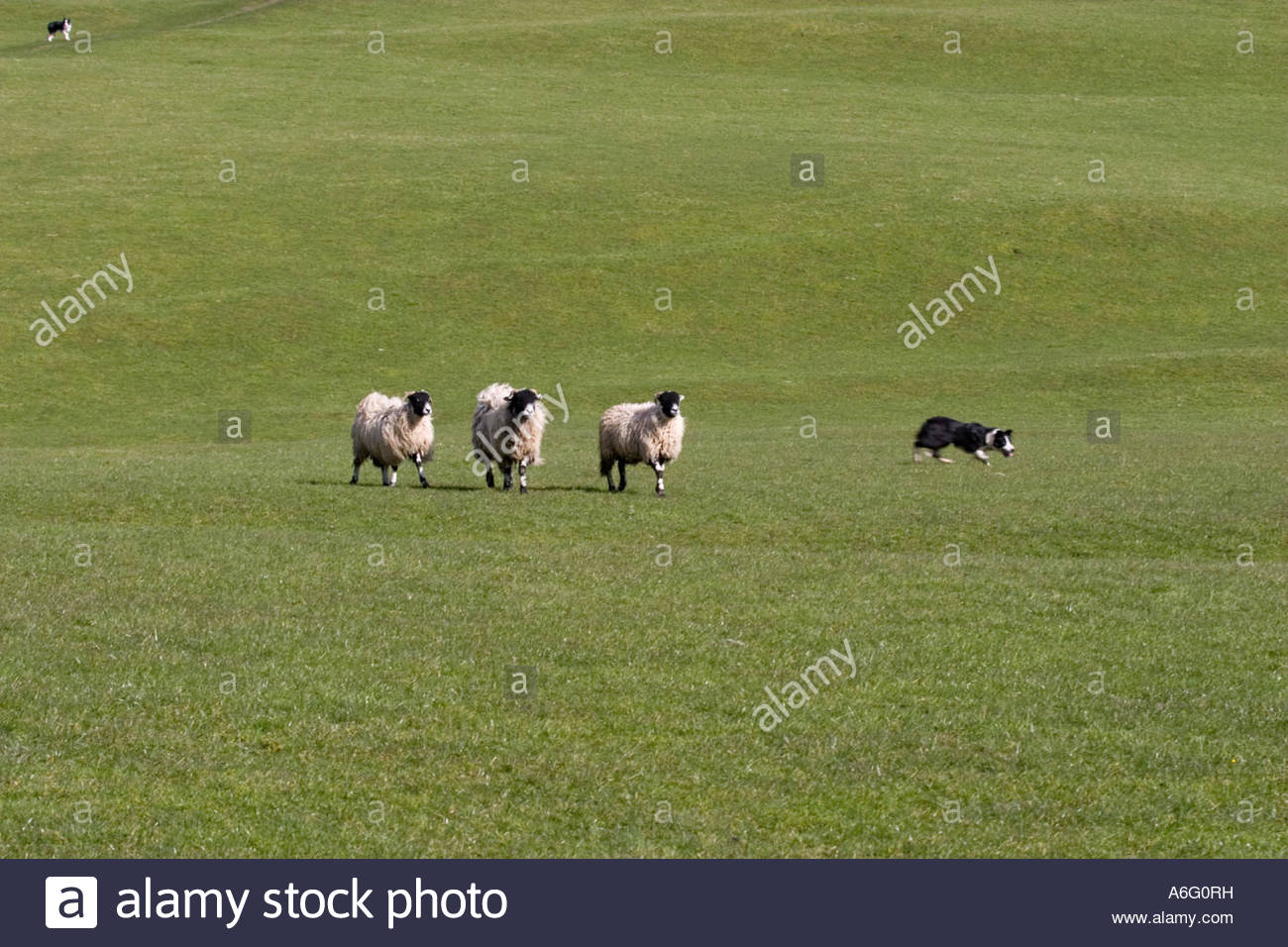 Sheepdog training courses yorkshire