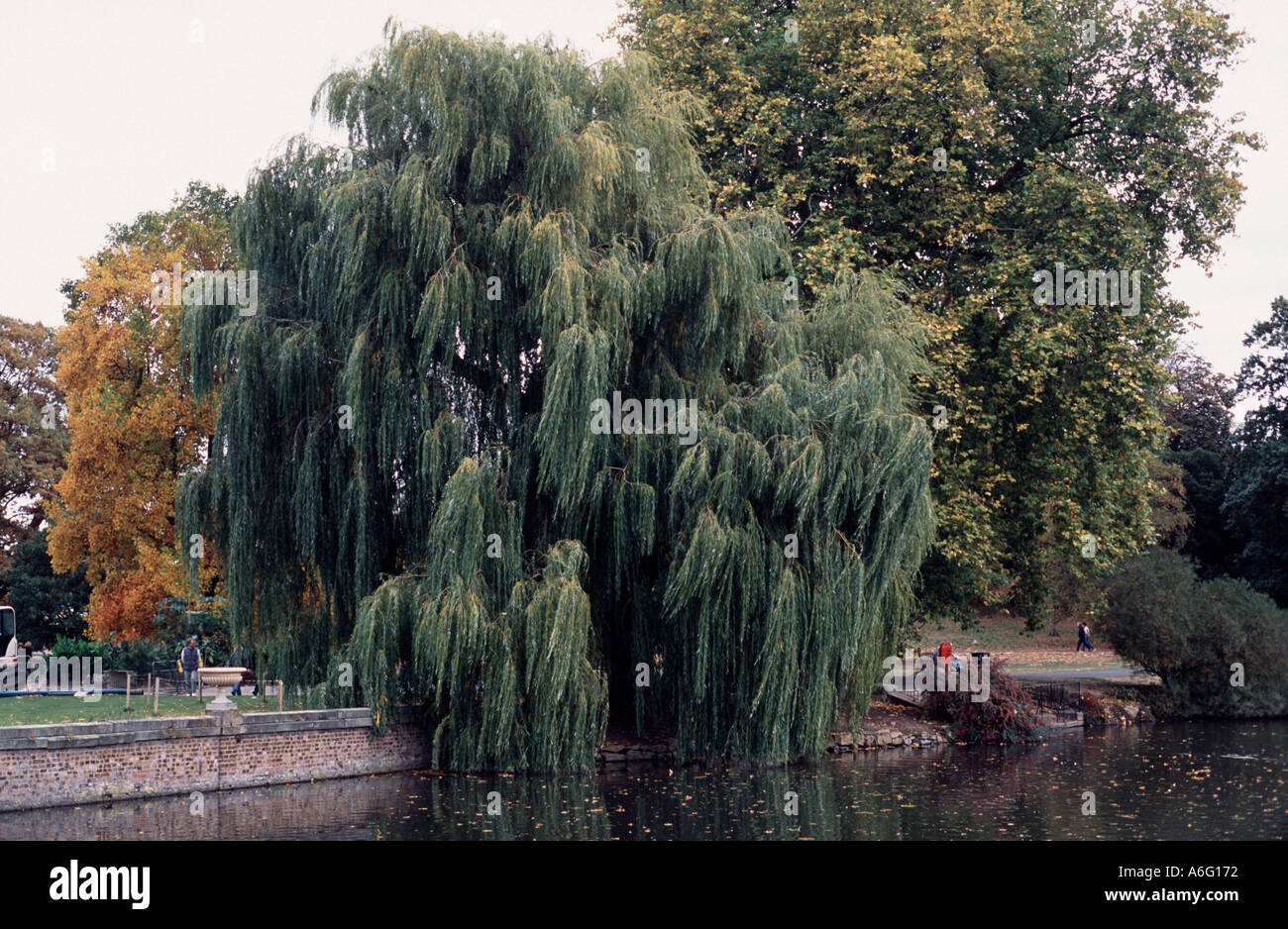 A Weeping Willow tree overhanging the lake Kew Gardens Surrey, England