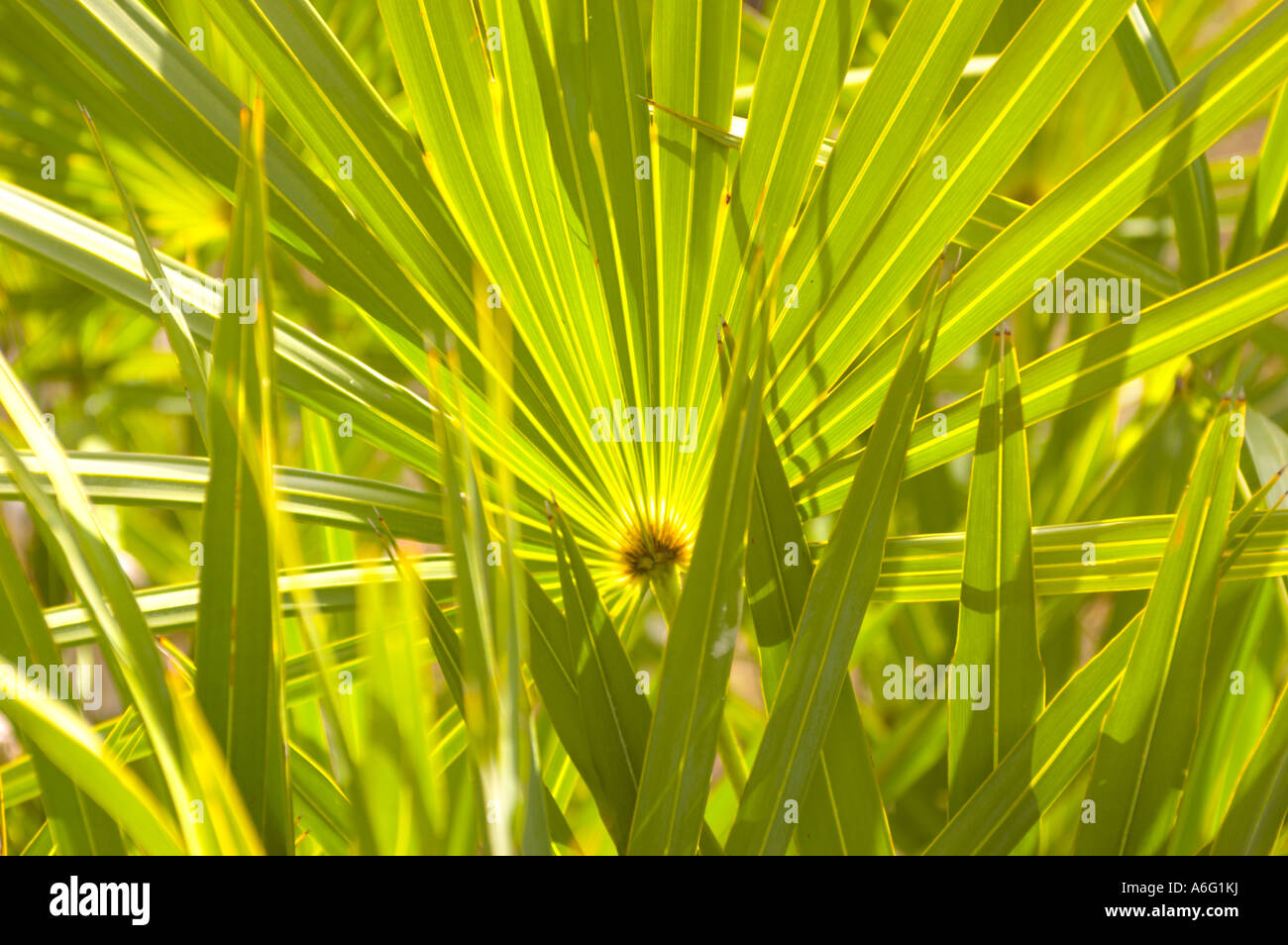Plants in the Slash Pine micro climate subtropical pine forest Everglades in South Florida Stock Photo