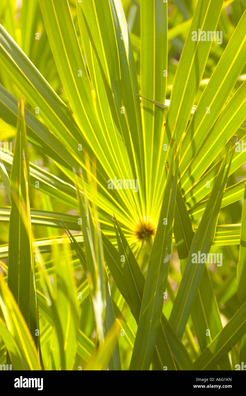 Plants in the Slash Pine micro climate subtropical pine forest Everglades in South Florida Stock Photo