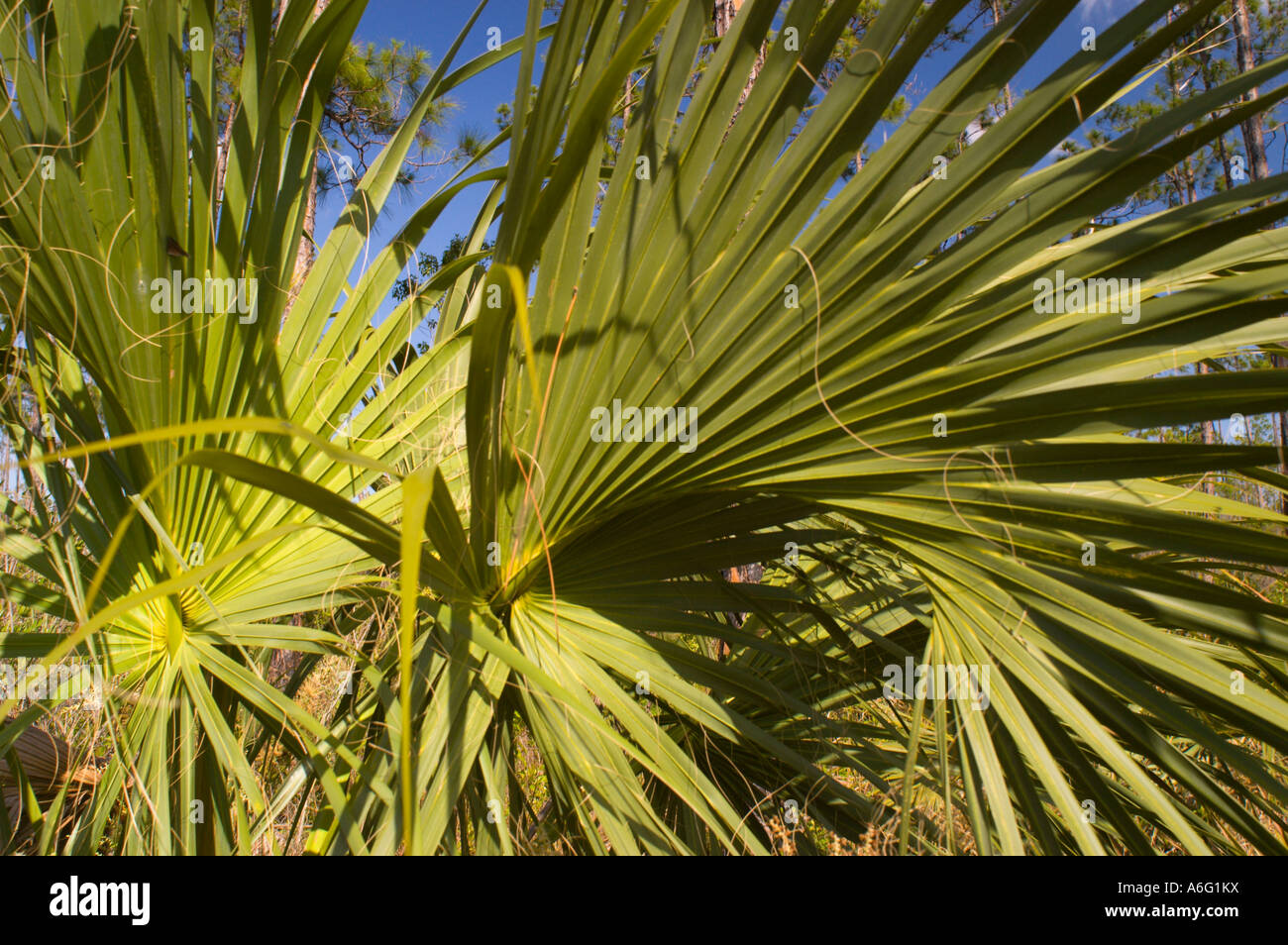 Plants in the Slash Pine micro climate subtropical pine forest Everglades in South Florida Stock Photo