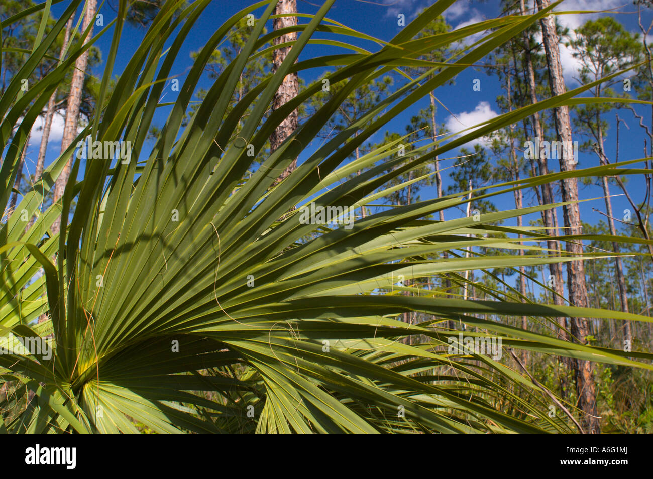 Plants in the Slash Pine micro climate subtropical pine forest Everglades in South Florida Stock Photo