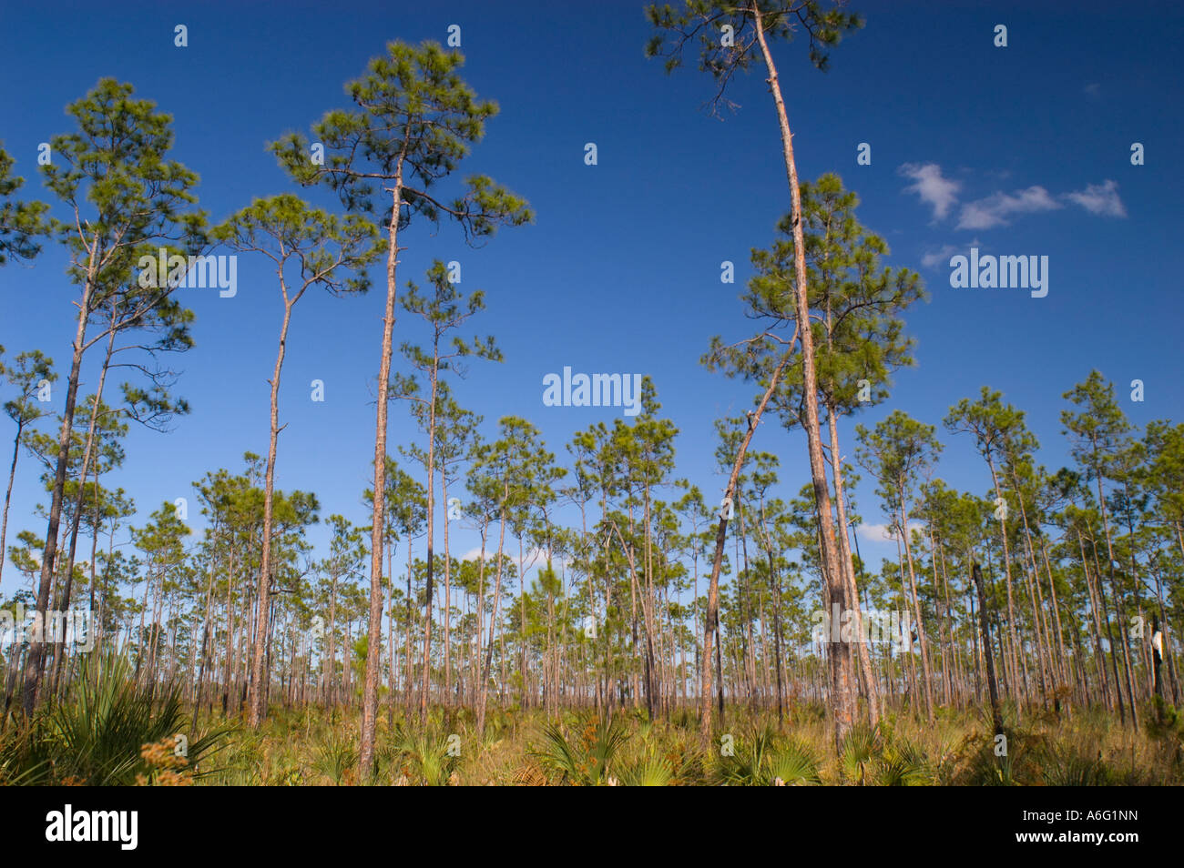 South florida pine trees hi-res stock photography and images - Alamy