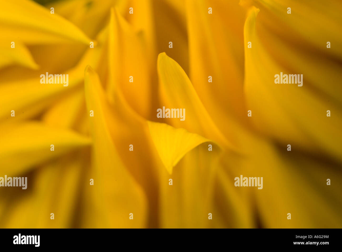 ARLINGTON VIRGINIA USA Sunflower plant blossom close up Stock Photo