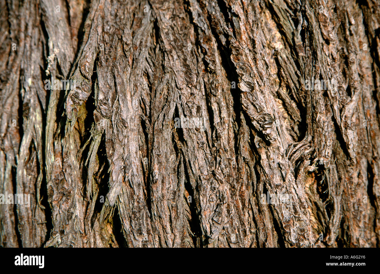 Abstract background pattern image of tree bark Nature natural wild outdoors Stock Photo