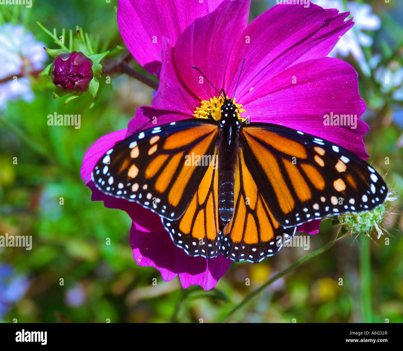 Monarch butterfly on a flower sipping the nectar Stock Photo - Alamy