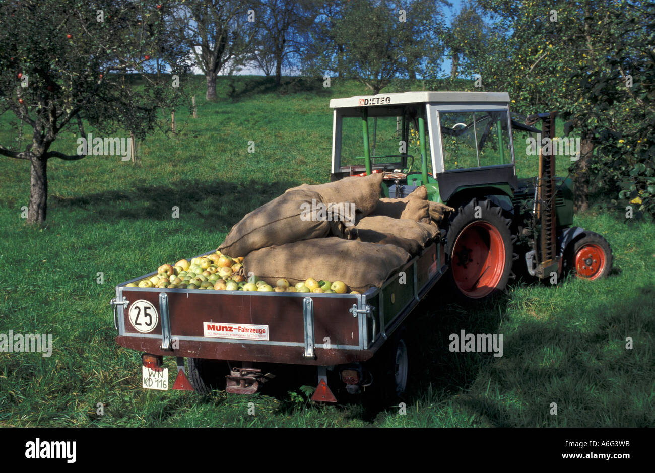 Apple harvesting, tractor with apples and sacks in an orchard near Schorndorf, Rems-Murr district / county, Baden-Wuerttemberg Stock Photo