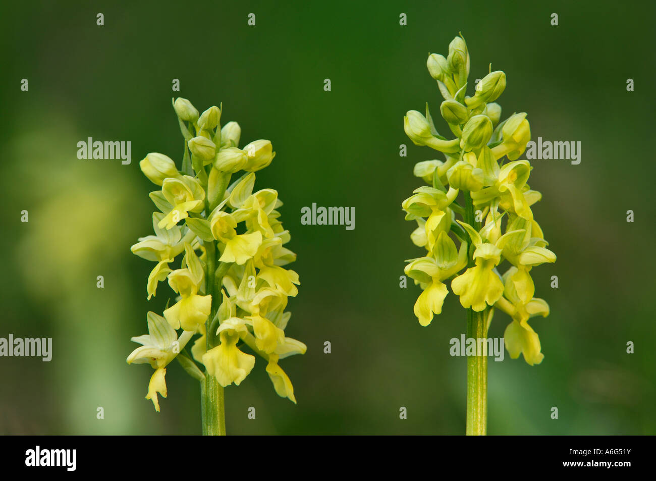 Pale-flowered Orchid, (Orchis pallens) Stock Photo