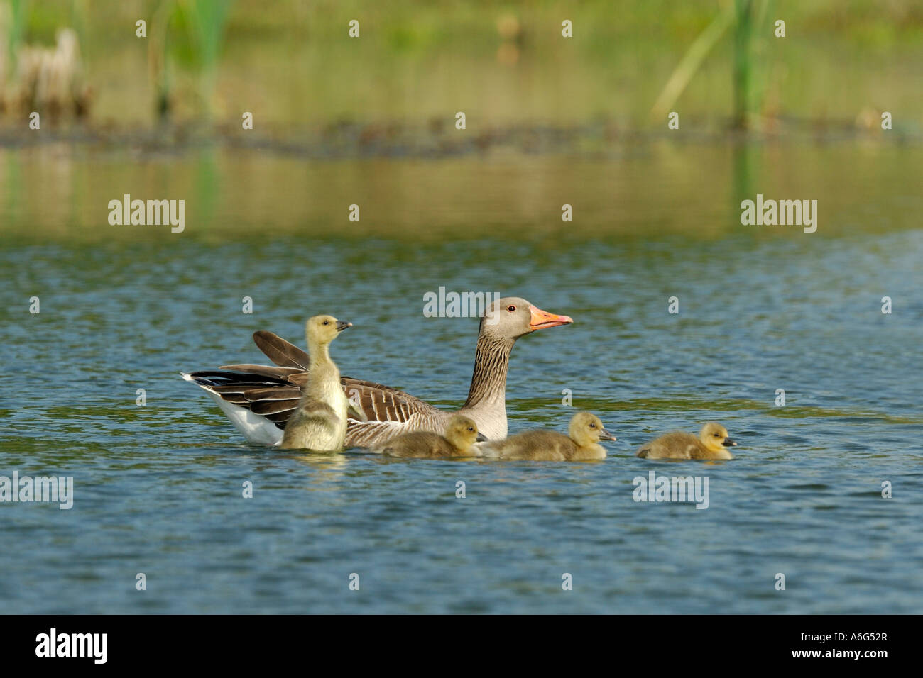 Grey Geese (anser answer) swimming with chicks Stock Photo