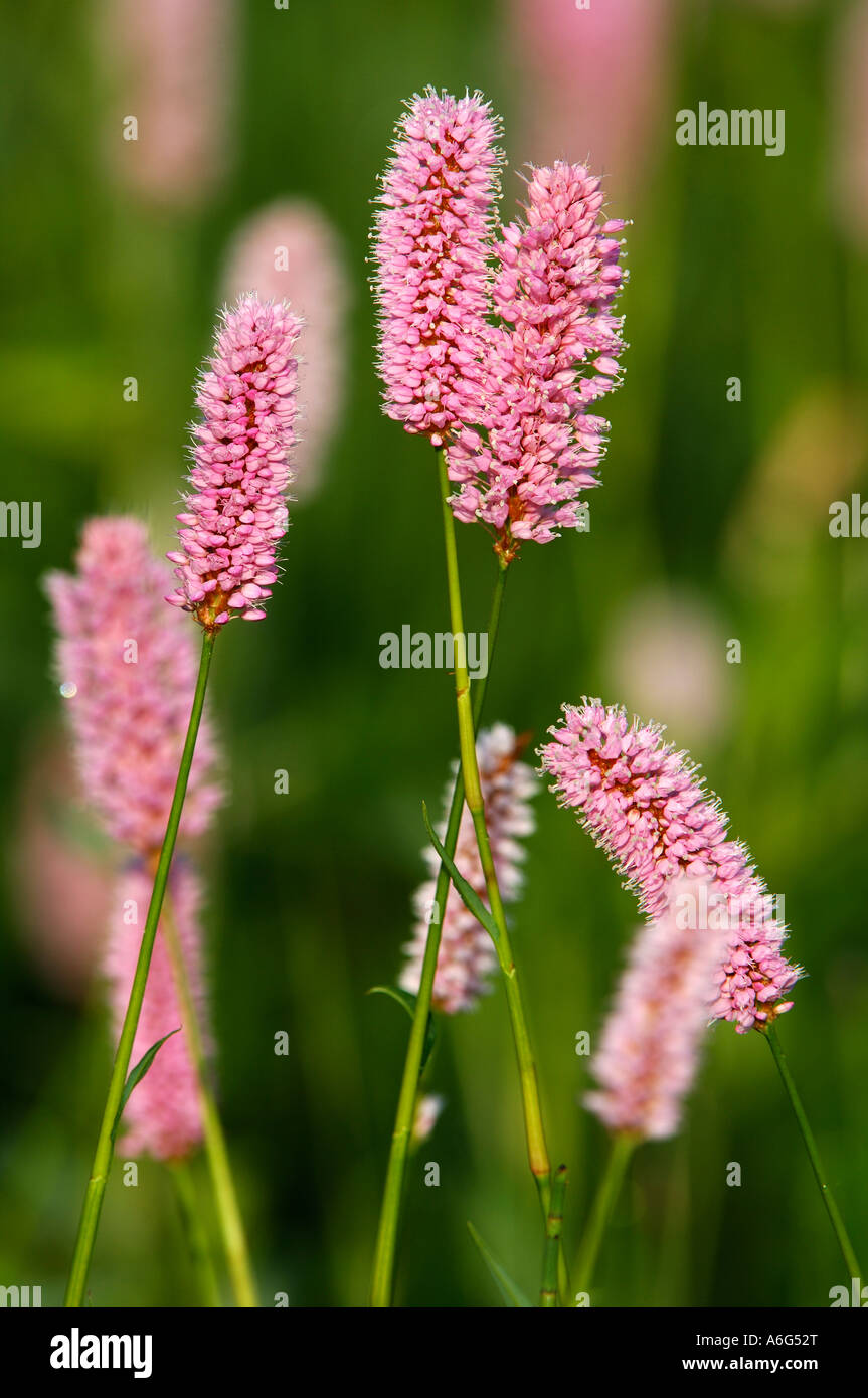 Pink bistort, (Bistorta officinalis) Stock Photo