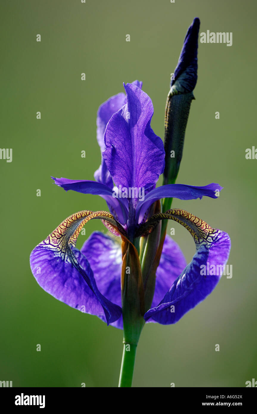 Siberian Iris (Iris sibirica) in backlight Stock Photo