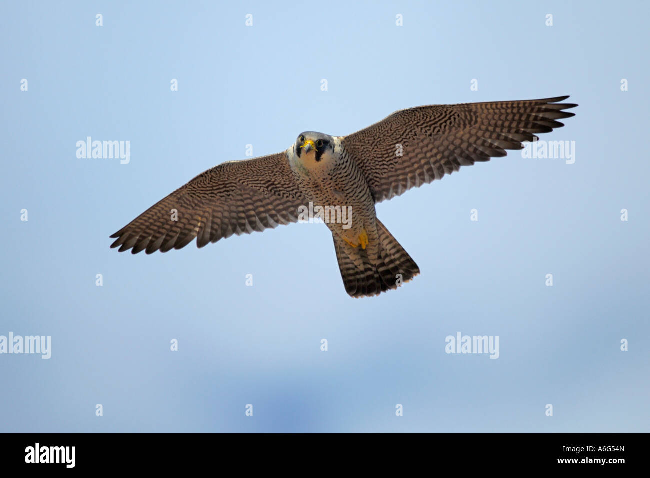 Peregrine Falcon (Falco peregrinus) in flight Stock Photo