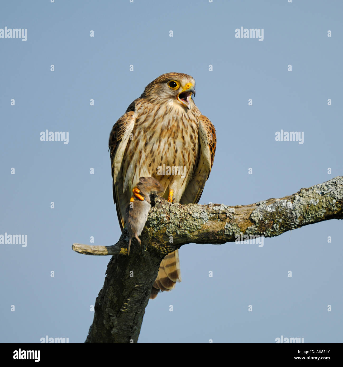 Common Kestrel (Falco tinnunculus) calling, with captured Common Vole (Microtus arvalis) Stock Photo
