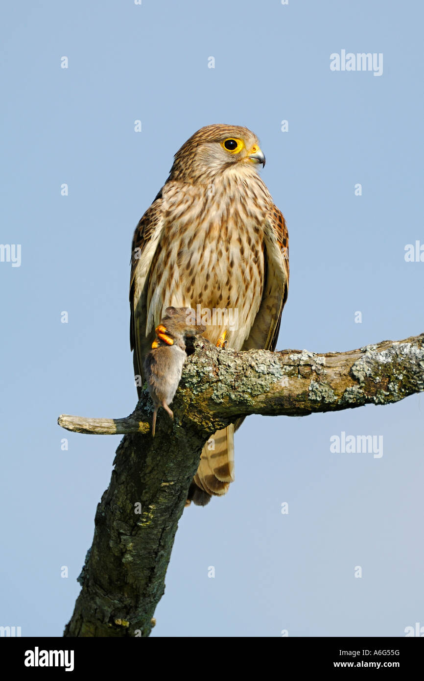 Common Kestrel (Falco tinnunculus) sitting with captured Common Vole (Microtus arvalis) Stock Photo