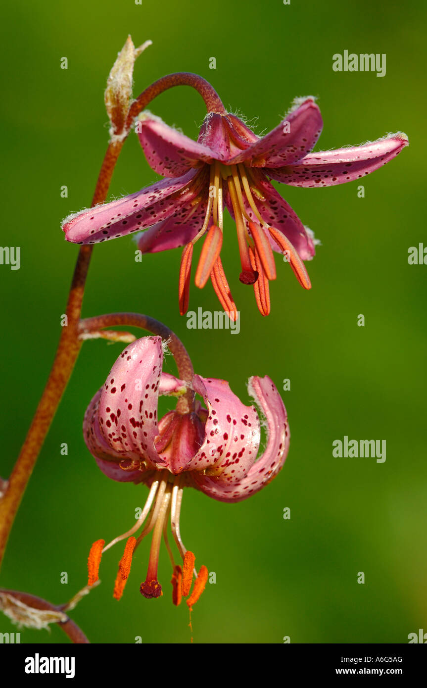 Martagon lily (Lilium martagon) Stock Photo