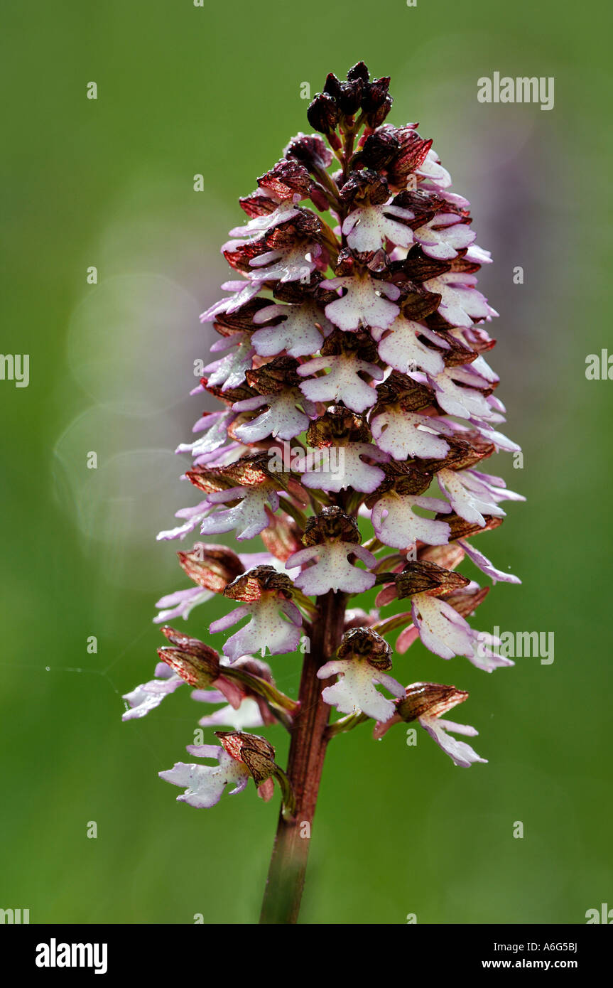 Northern Marsh Orchid( Dactylorhiza purpurella) Stock Photo