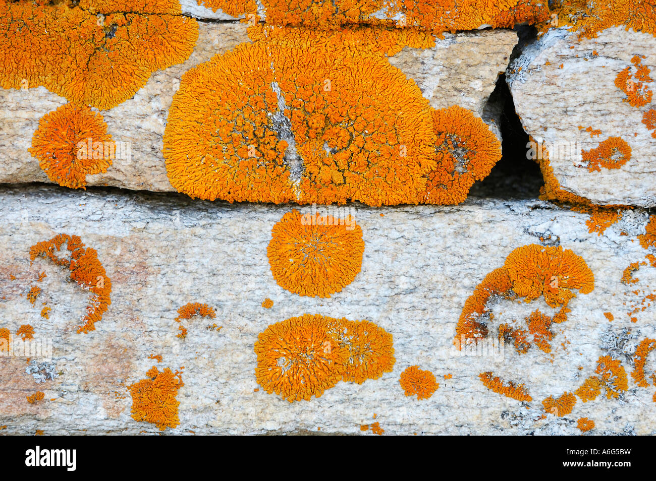 Lichen (Caloplaca spec) on a stone wall Stock Photo