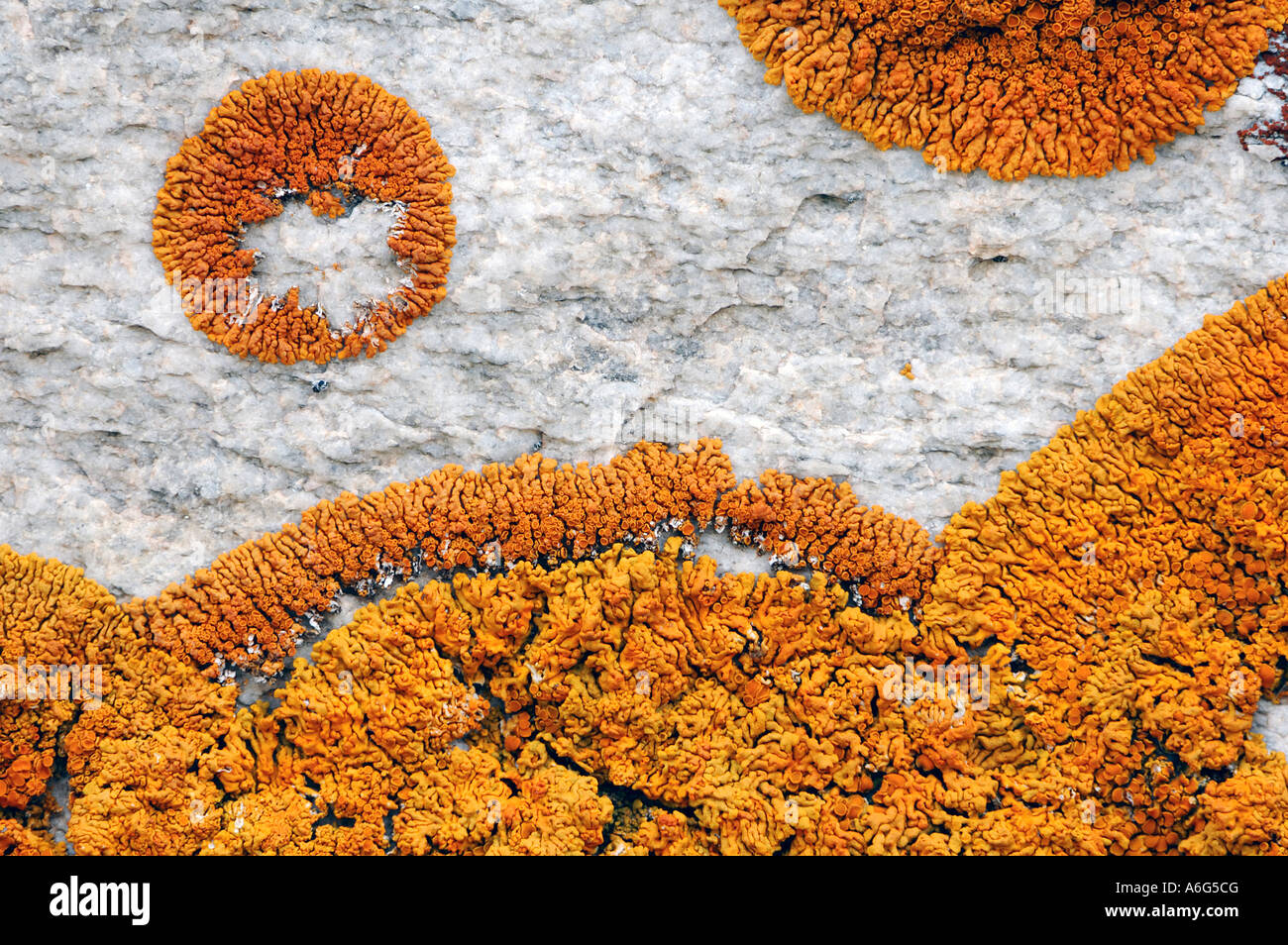 Lichen (Caloplaca spec) on a stone wall Stock Photo