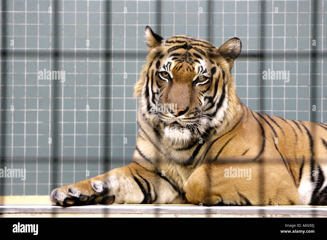 Tiger put behind bars Stock Photo