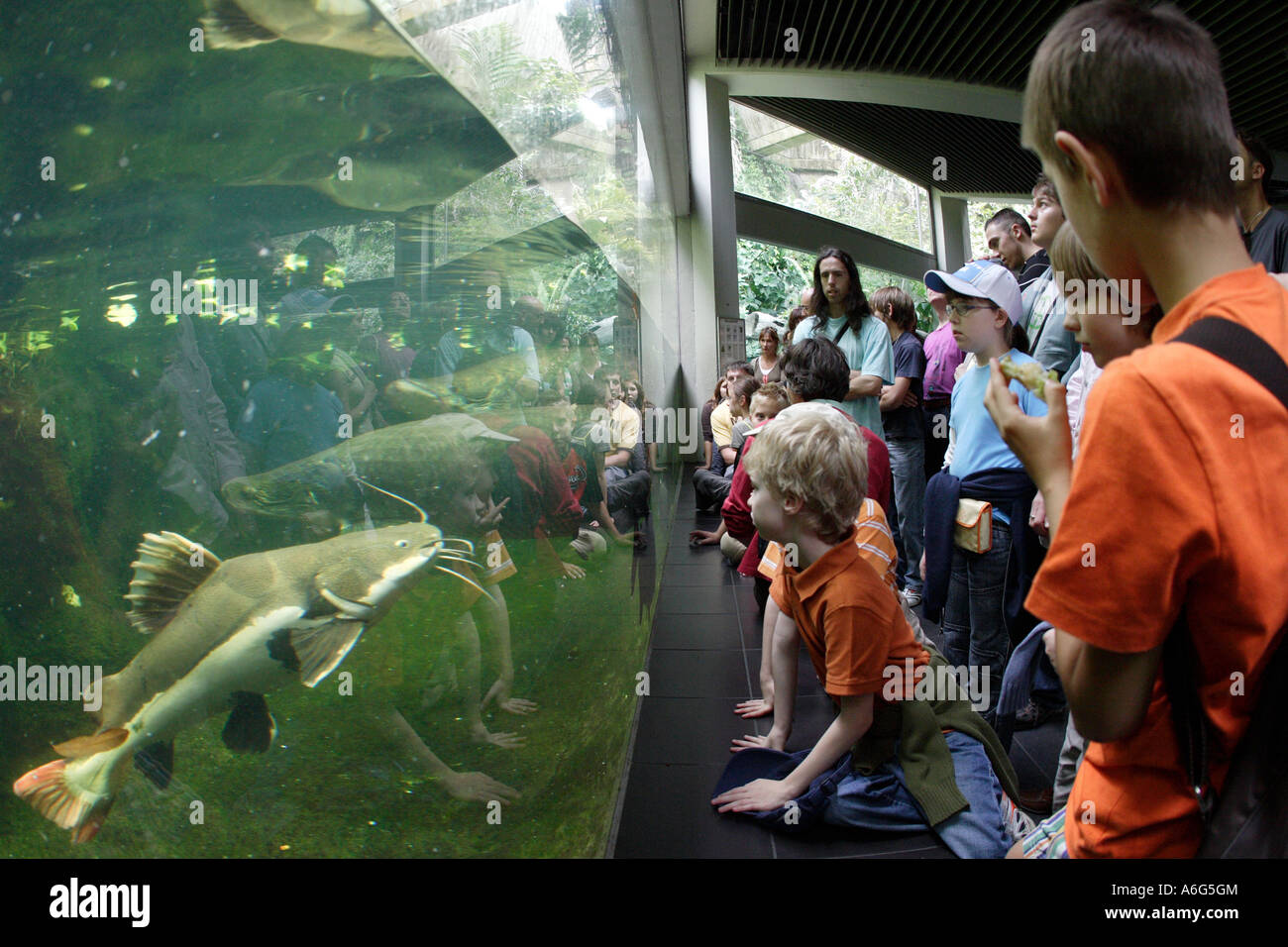 Children and teenager watching fish at Berlin Zoo (Aquarium), Germany, Europe Stock Photo