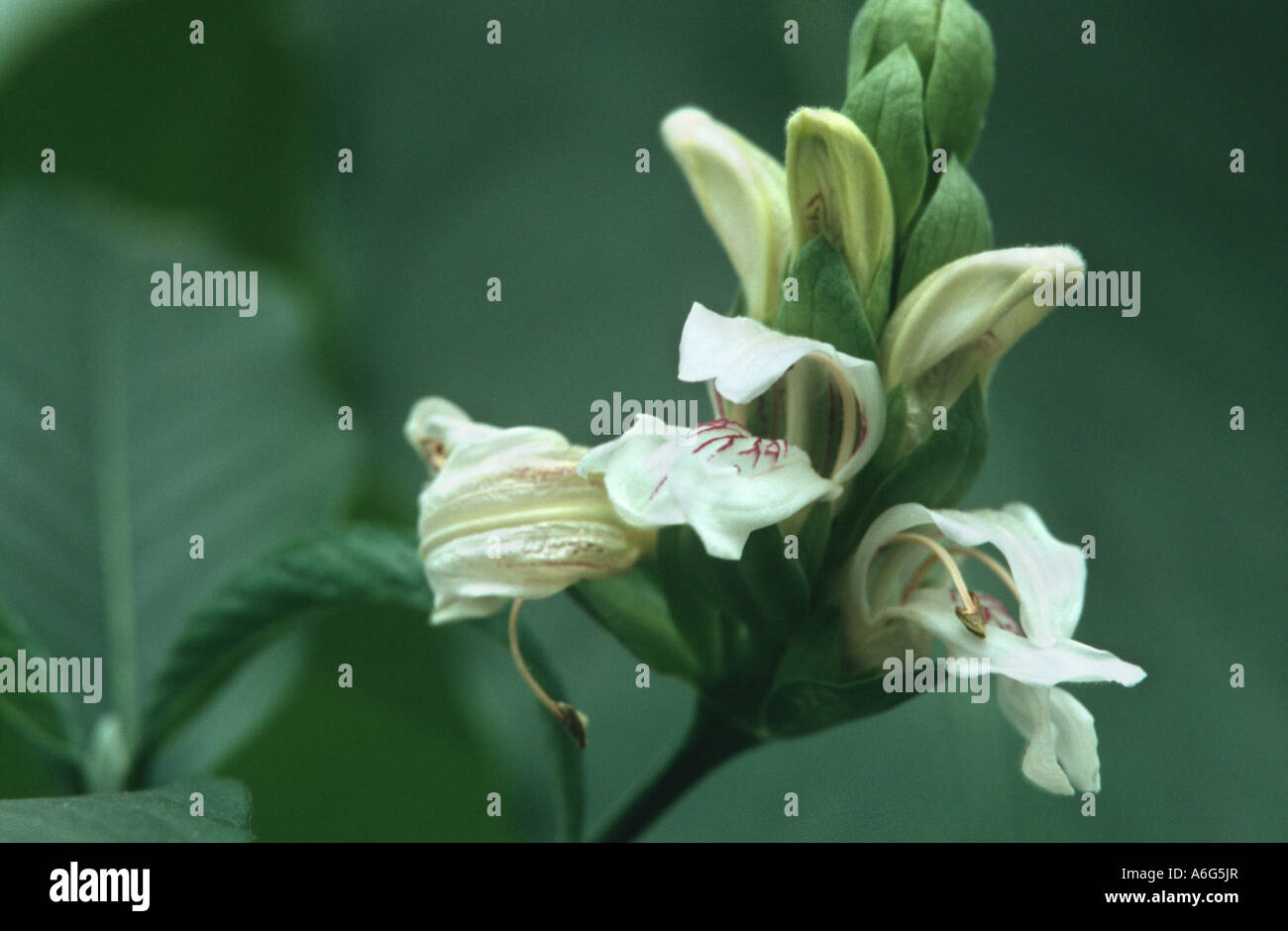 Adulsa, Malabar nut (Justicia adhatoda, Justicia vasica), inflorescence, medicinal plant against cough and bronchitis Stock Photo