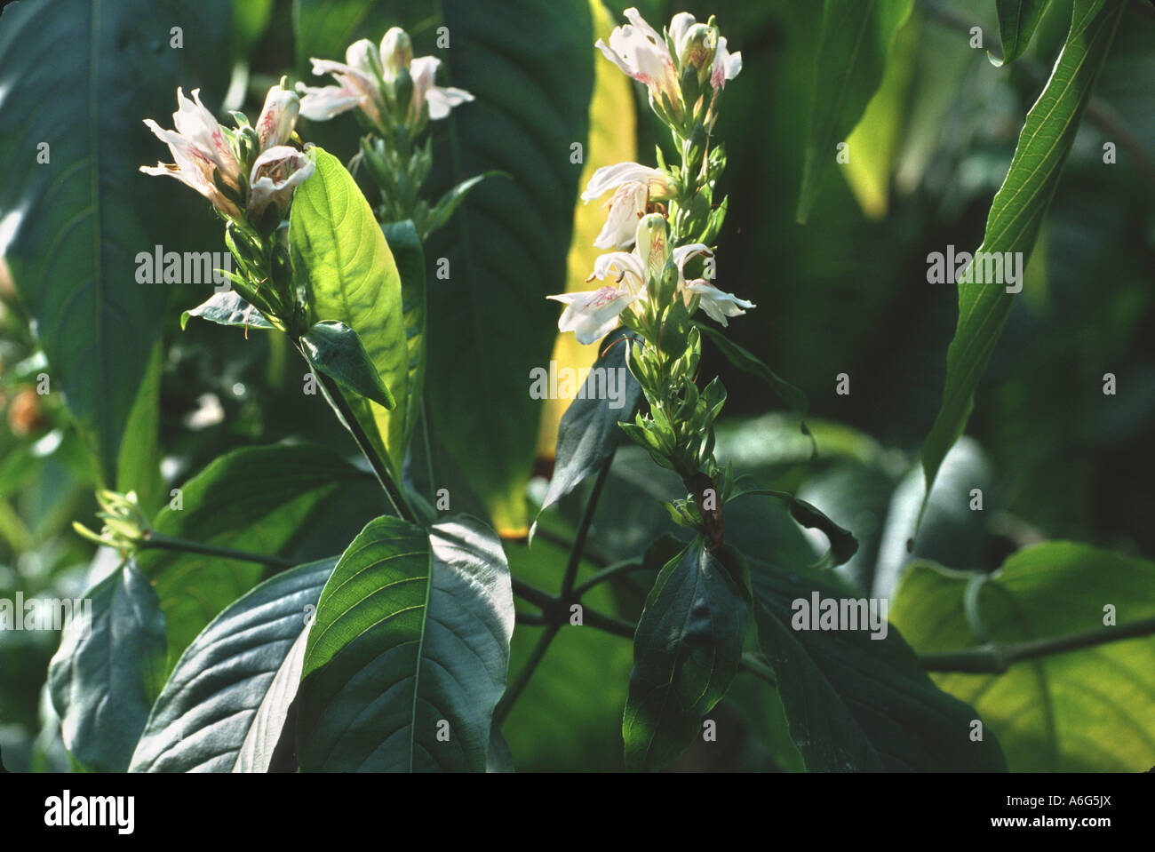 Adulsa, Malabar nut (Justicia adhatoda, Justicia vasica), medicinal plant against cough and bronchitis Stock Photo