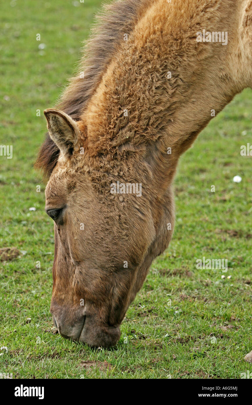 Horse Duelmener Pferd graze Stock Photo