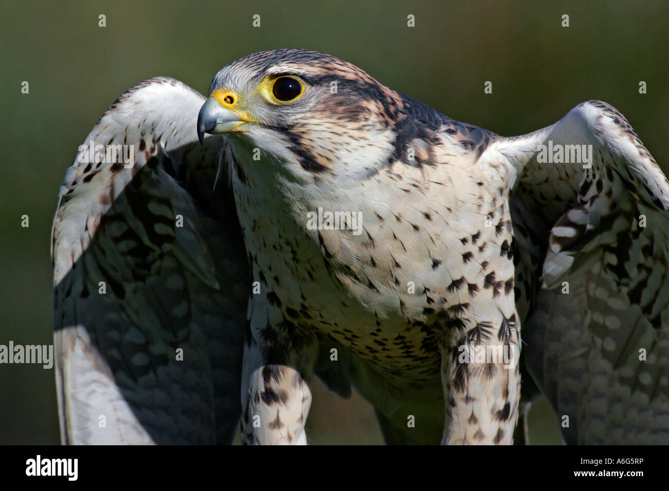 Saker falcon - portrait (Falco cherrug) Stock Photo