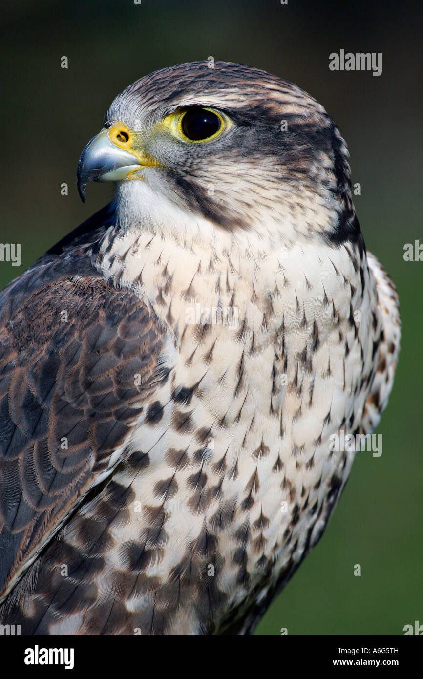 Falken arten hi-res stock photography and images - Alamy