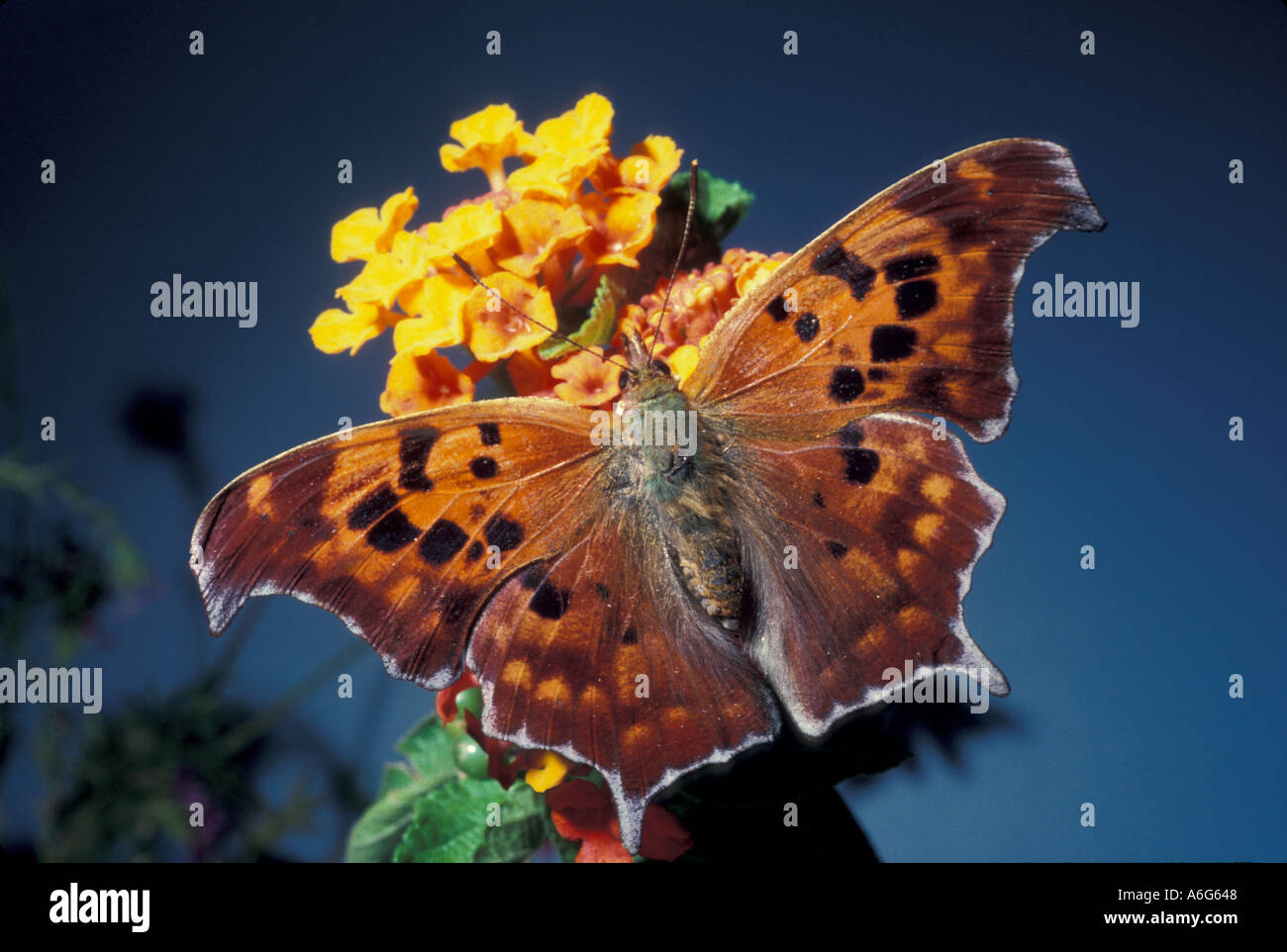 INVERTEBRATE BUTTERFLY Question Mark Stock Photo Alamy
